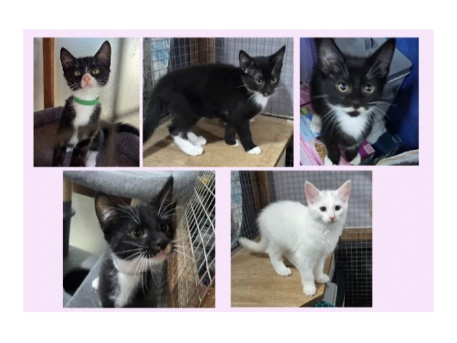C Kittens