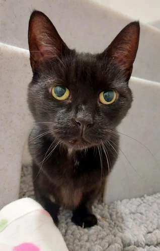 Imogen 11 Year Old Female