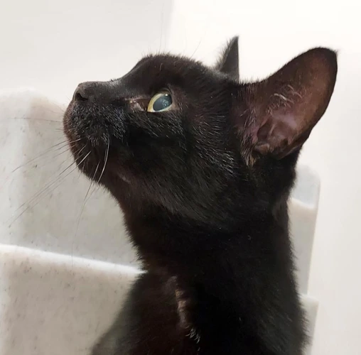 Imogen 11 Year Old Female
