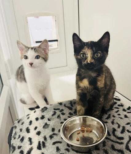 Sadie