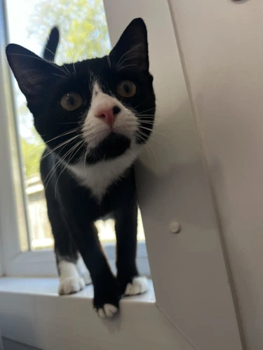 Agatha