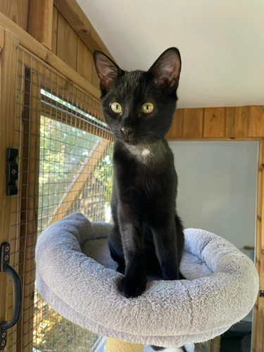 Gio