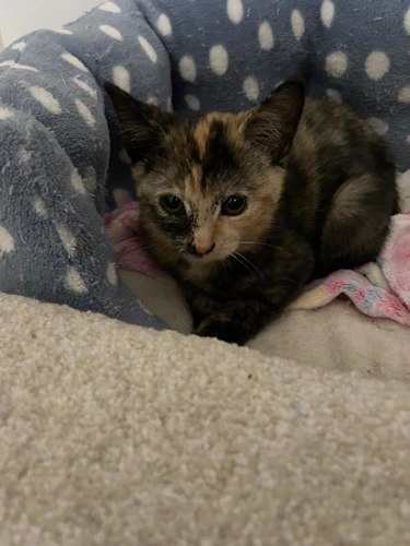 Elsie