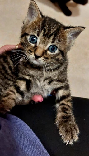 Maru