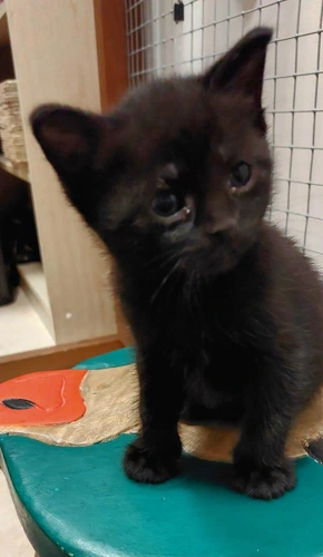 Kuro