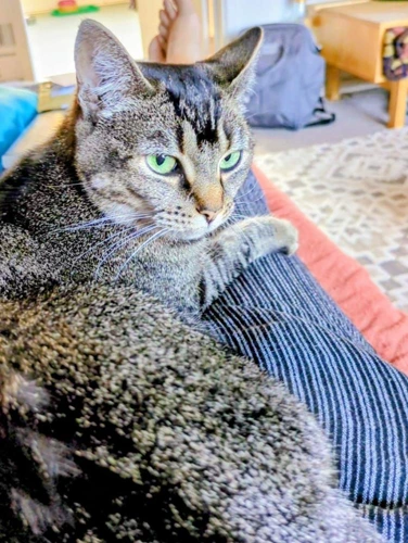 Hazel
