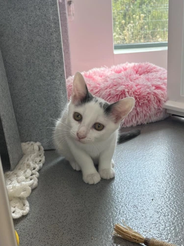 Gizmo