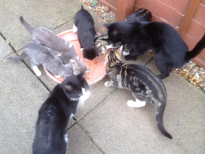 Stable/farm cats