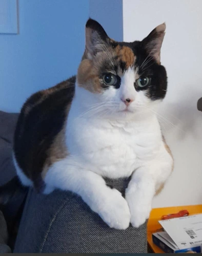 Duchess