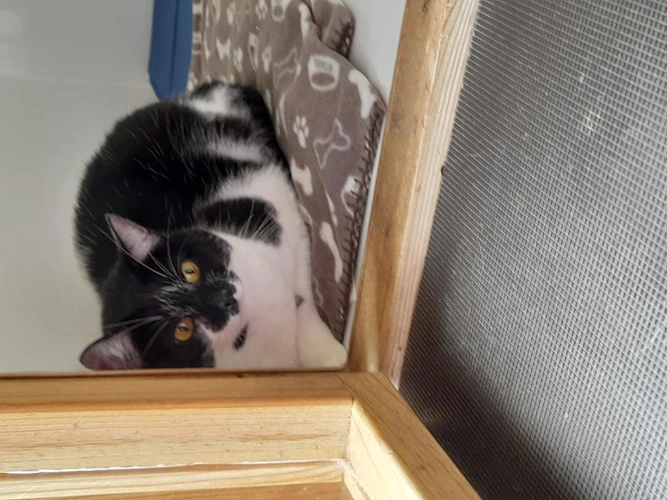 MISSY