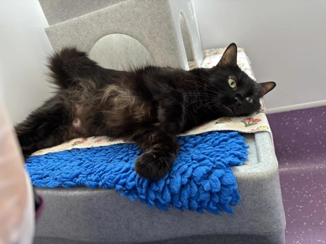 Bellatrix