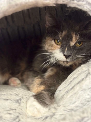 Mitzi