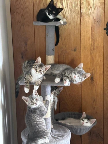 Six kittens