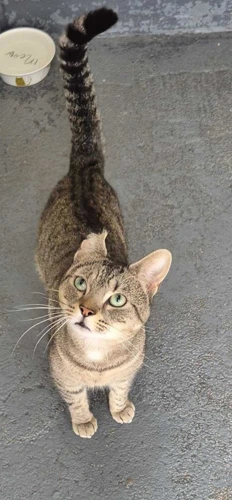Milo