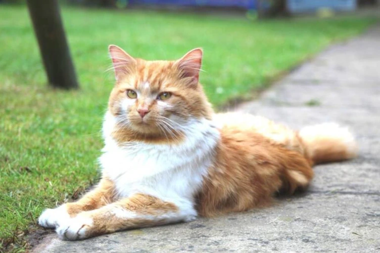 Cats Protection Halifax, Huddersfield & Wakefield Branch