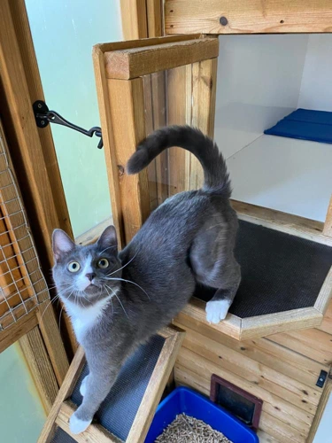 Bella