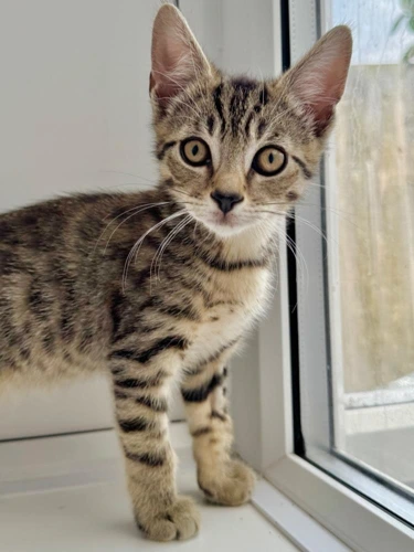 Ziggy