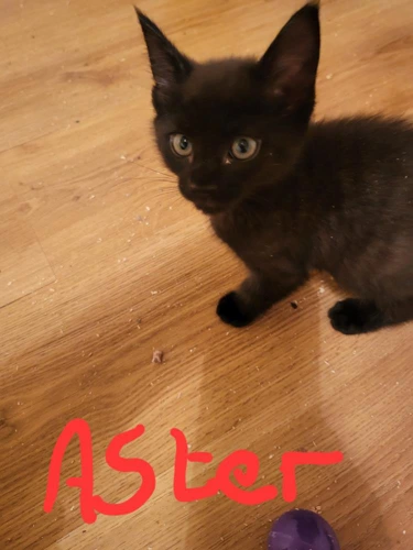 Aster