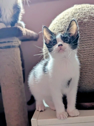 Bonnie