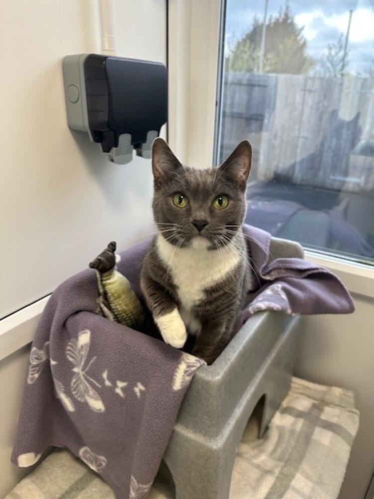 Jess — Domestic Cat