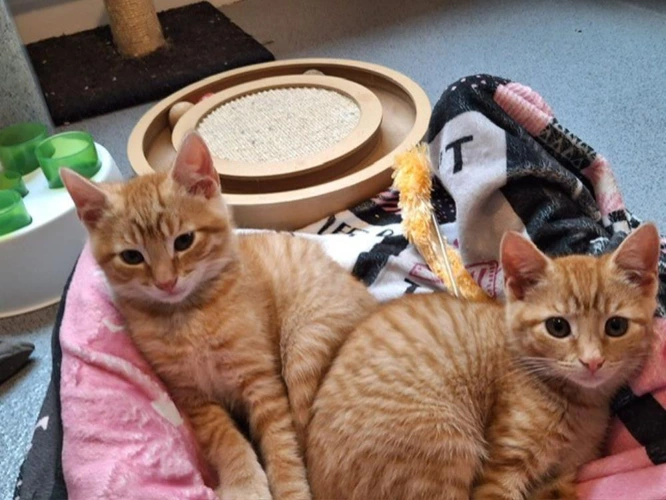 Ollie & Sunny