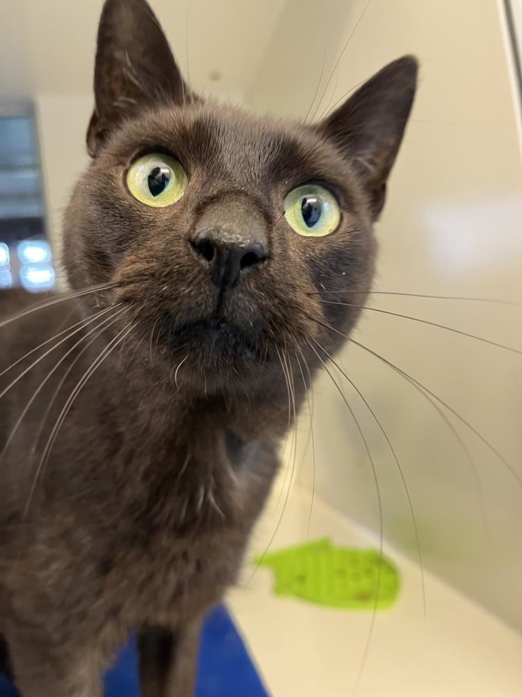 Find a cat near you Adopt a cat Cats Protection