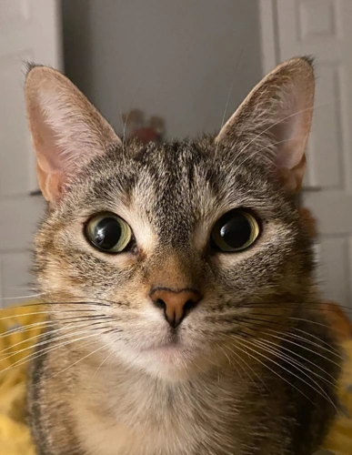Willow