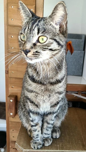 Mia