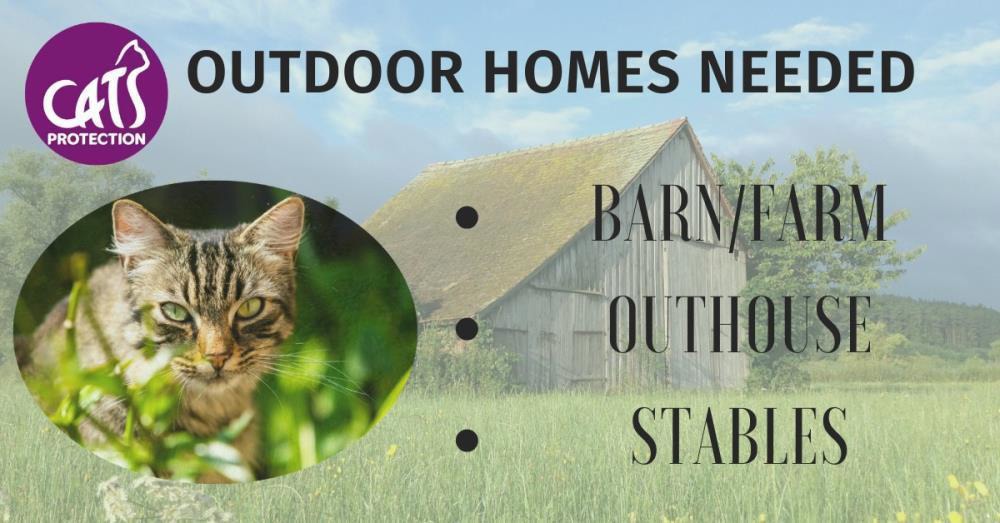 Shadow — Domestic Cat