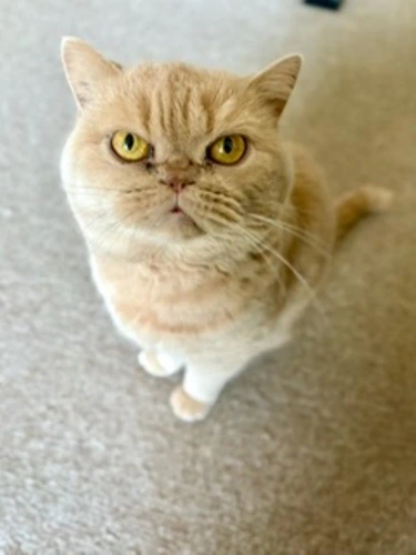 Phoebe