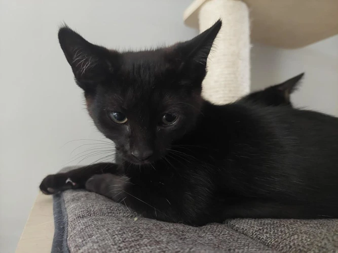 Jet