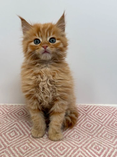 Tigger