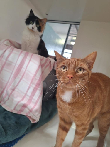 Mittens