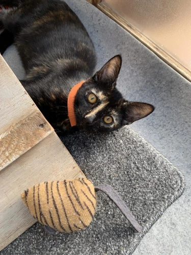 Leila