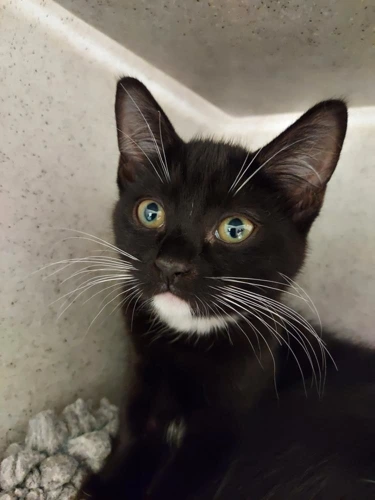 Rona 12w female kitten