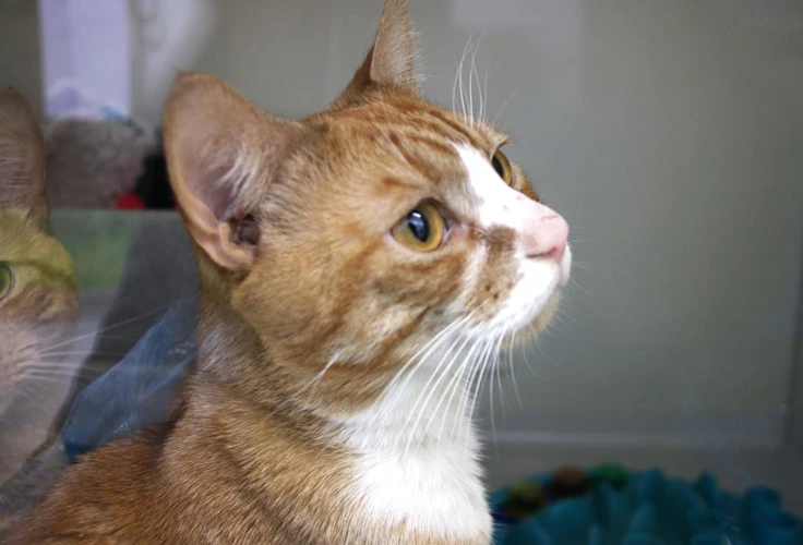 Opie