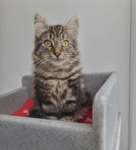 Stripey
