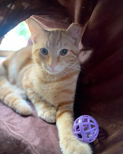 Axel