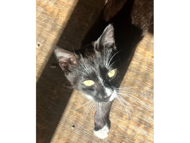 Cali