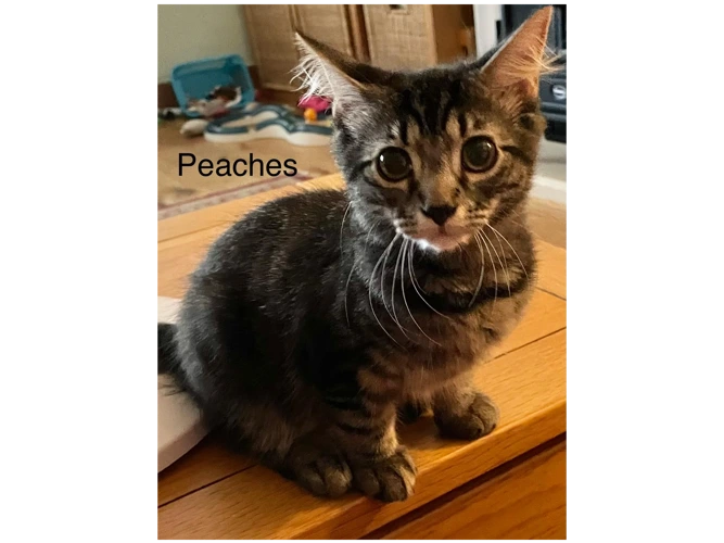 Peaches, Flora, & Dolce