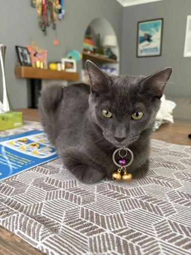 Truffle