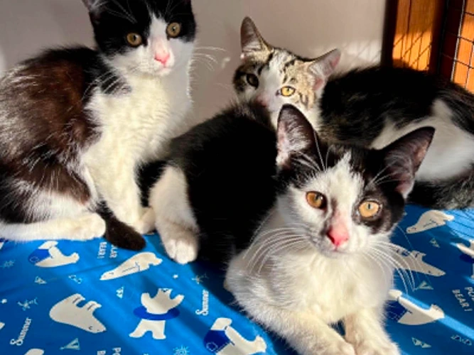 Kairi, Niko and Taro