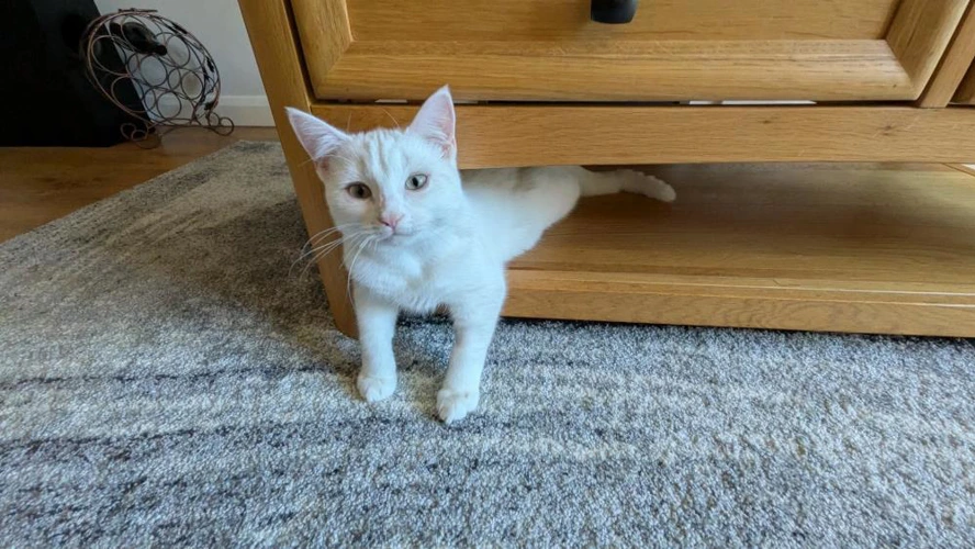 Casper