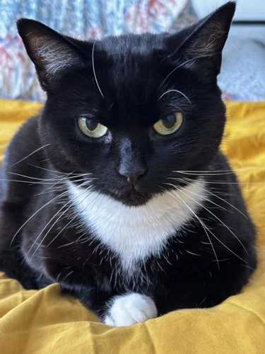 Nyx