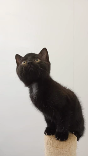 Ludo