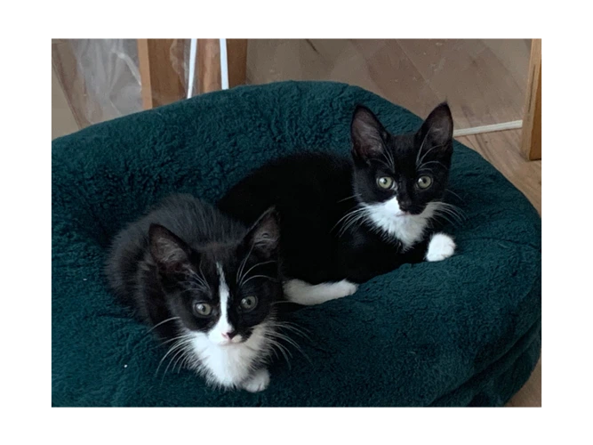 Tails and Tux