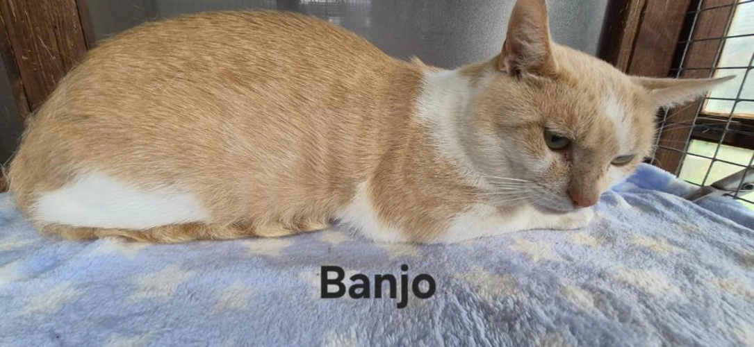 Banjo 173 2026