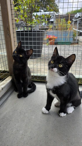 Magpie and Inka