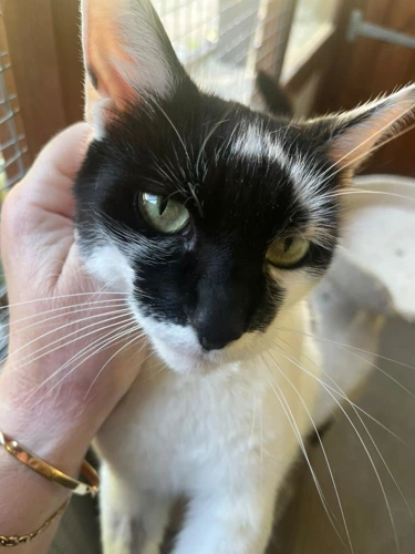 Smudge 200 2026