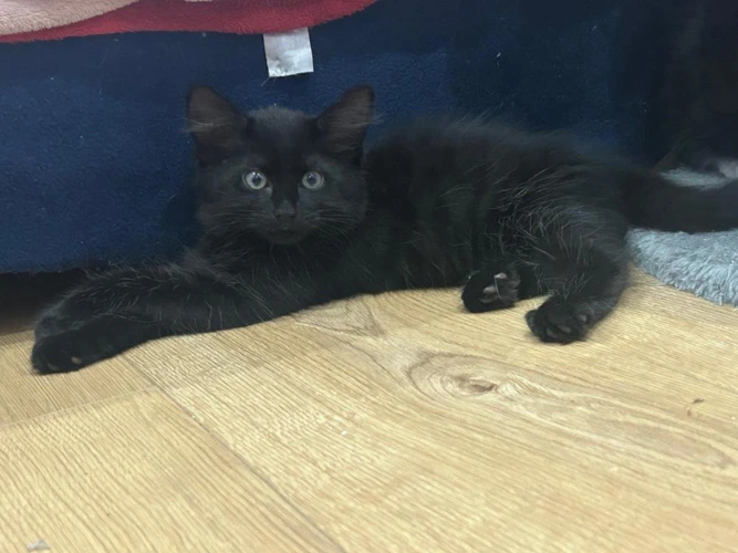 Elphaba